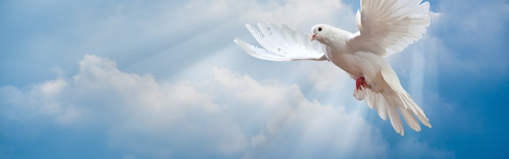 Маленькие голуби мира фон