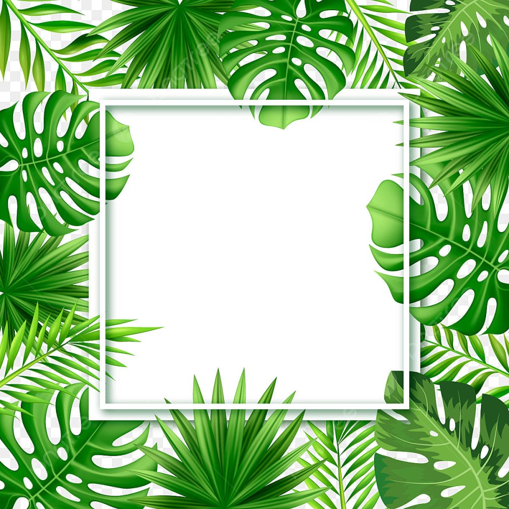 Рамка тропики