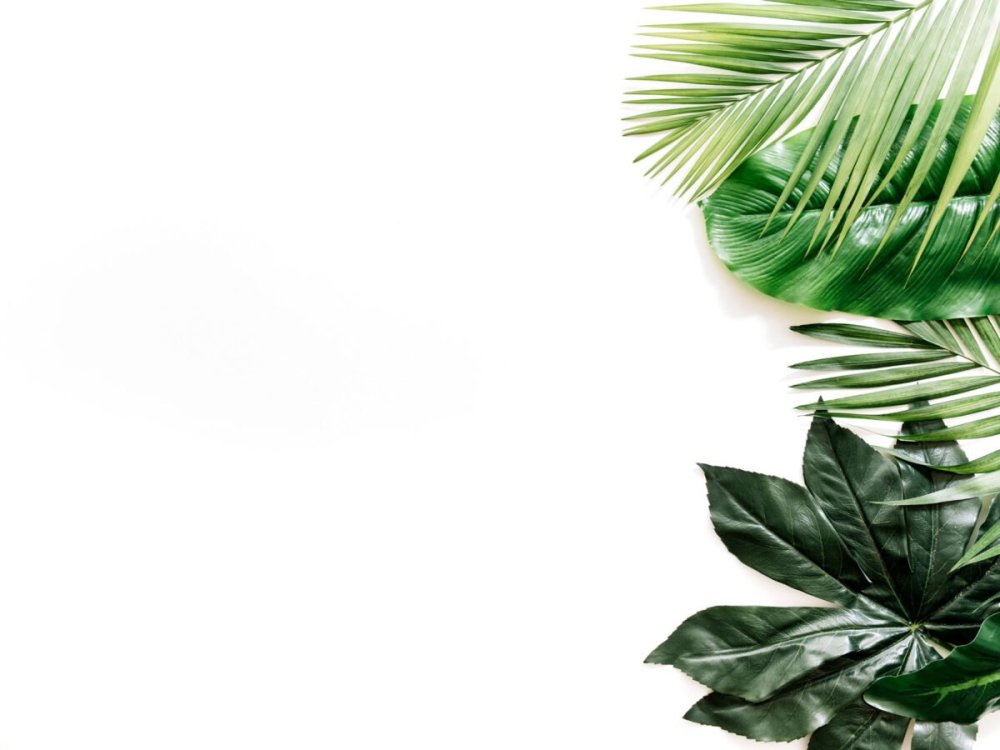 Тропические листья на белом фоне