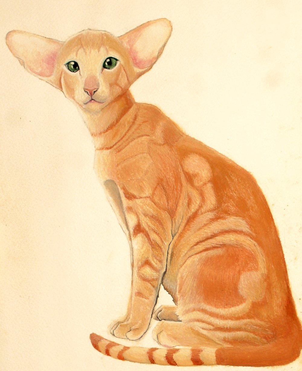 Сиамская Ориентальная кошка