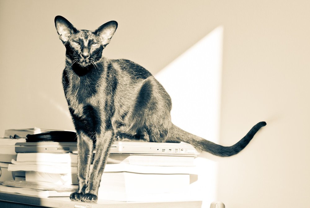 Ориентальная кошка черная