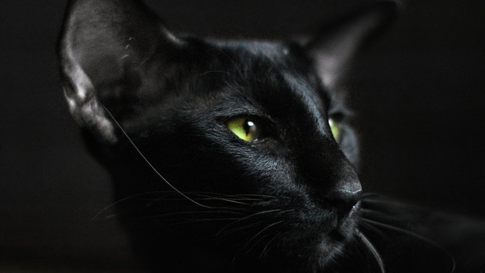 Кот Ориентал черный