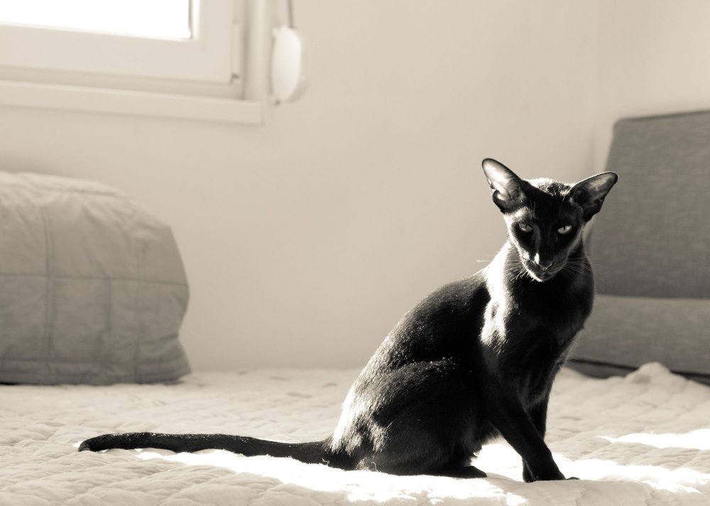 Сиамская Ориентальная кошка