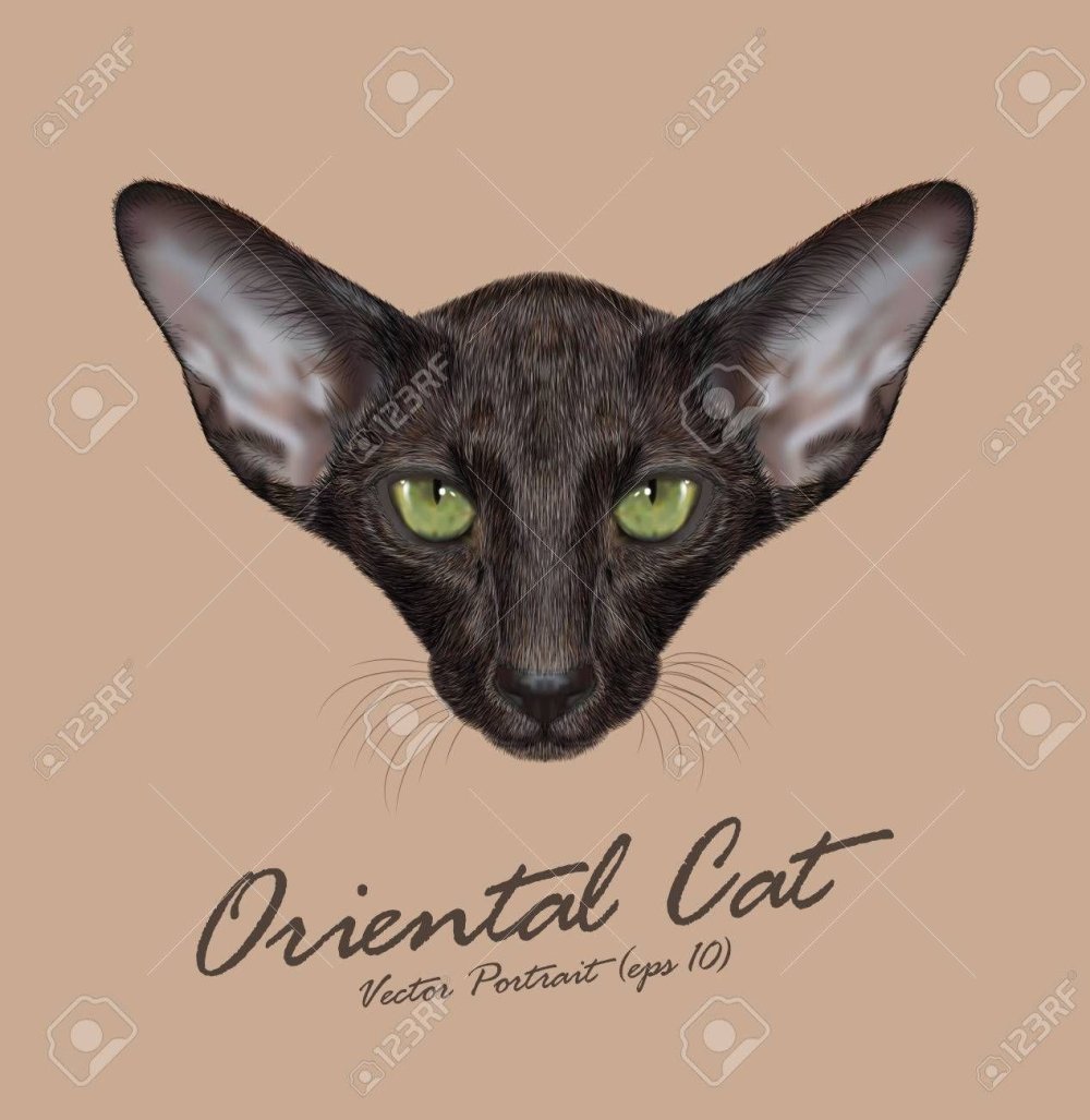 Ориентальная кошка вектор