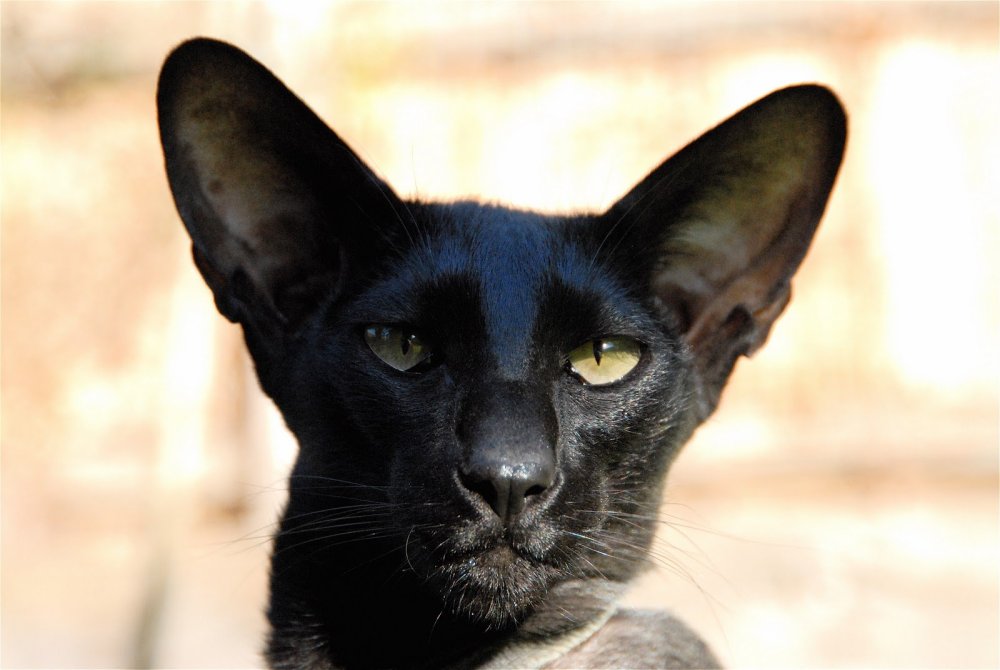 Черный ориентальный кот