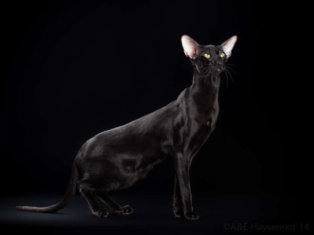 Ориентальная кошка черная