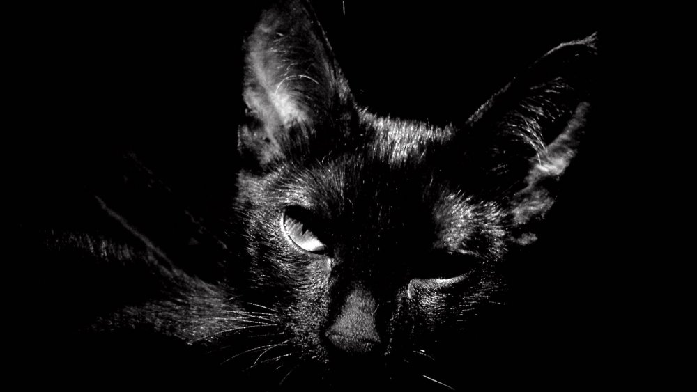 Кот Ориентал черный