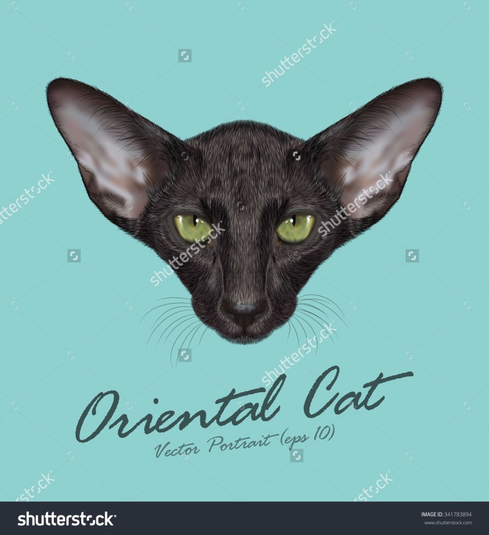 Черный ориентальный кот