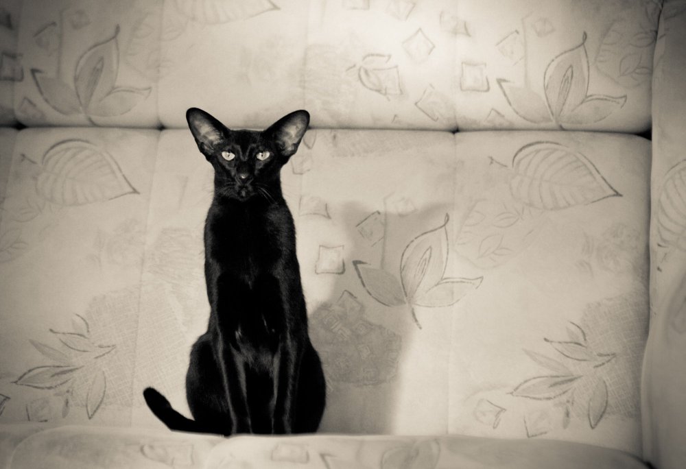 Черно белая Ориентальная кошка