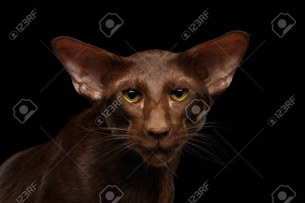 Египетский Ориентал