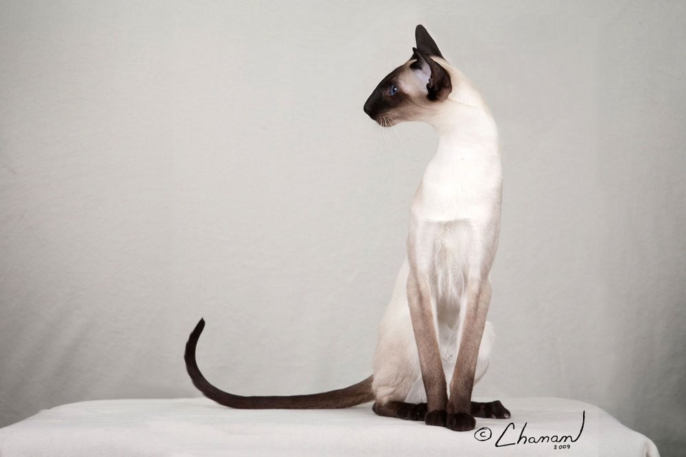 Ориентальная кошка черная