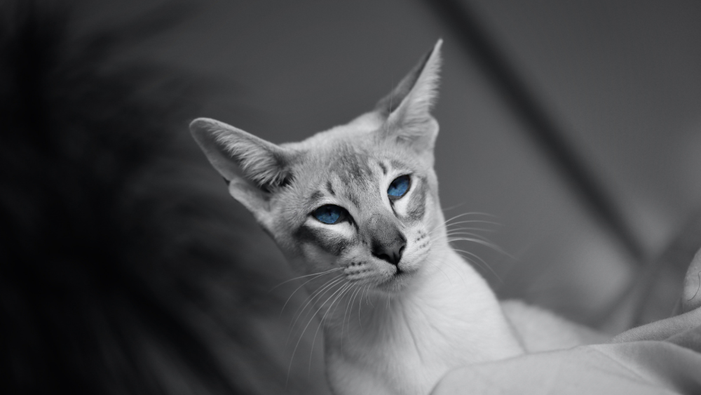 Серый ориентальный кот