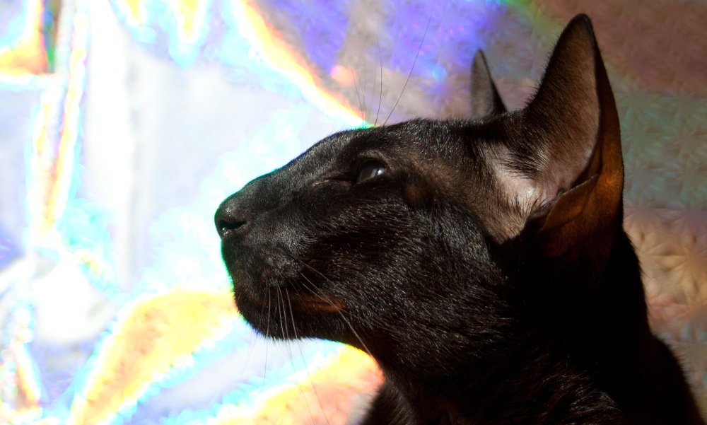 Ориентальный кот грузин черный