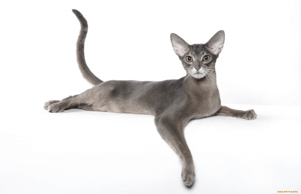 Ориентальная кошка (Ориентал)