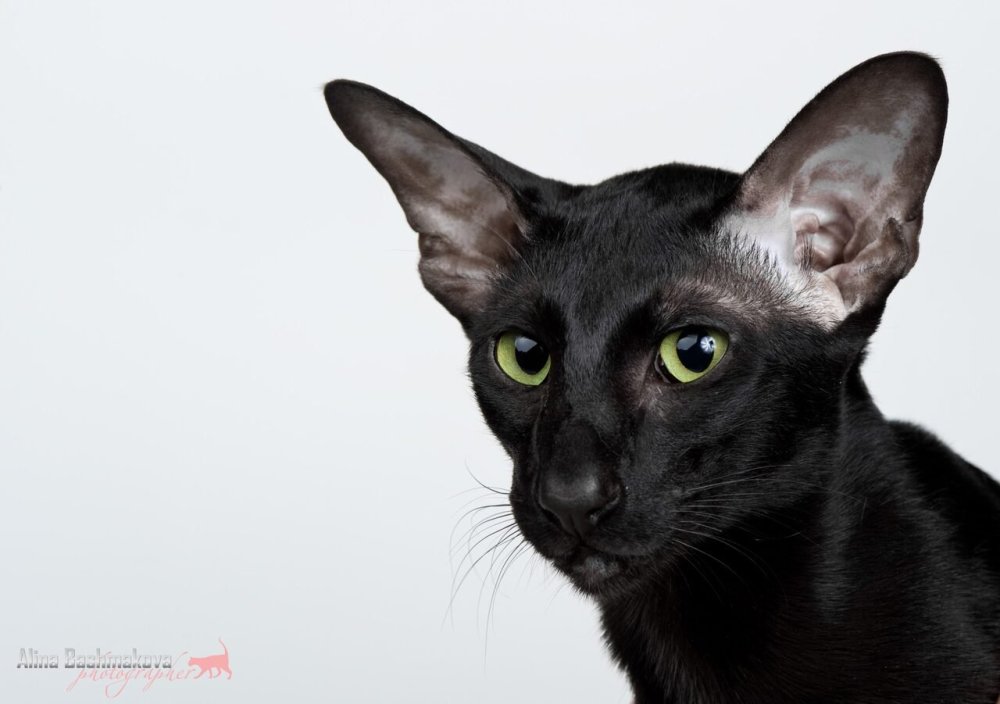 Ориентал эбони