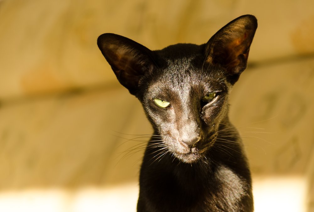 Бенгальский ориентальный кот