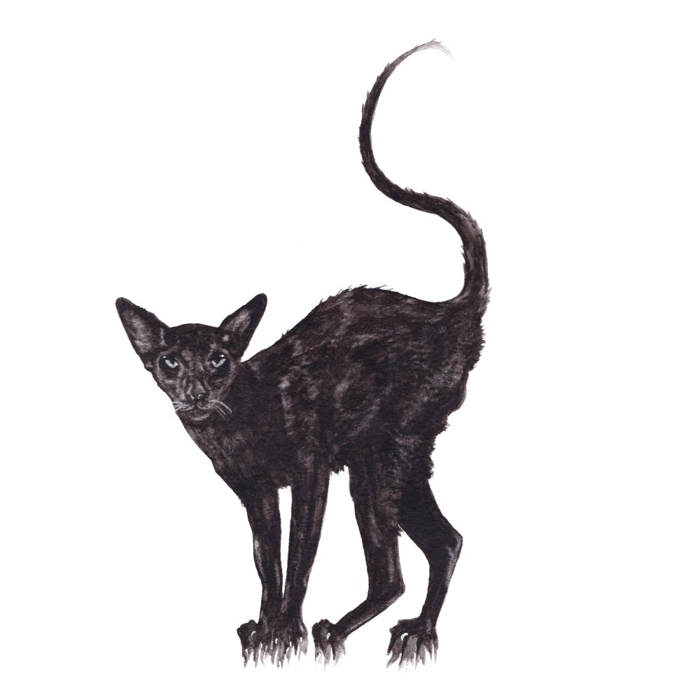 Ориентал Калико