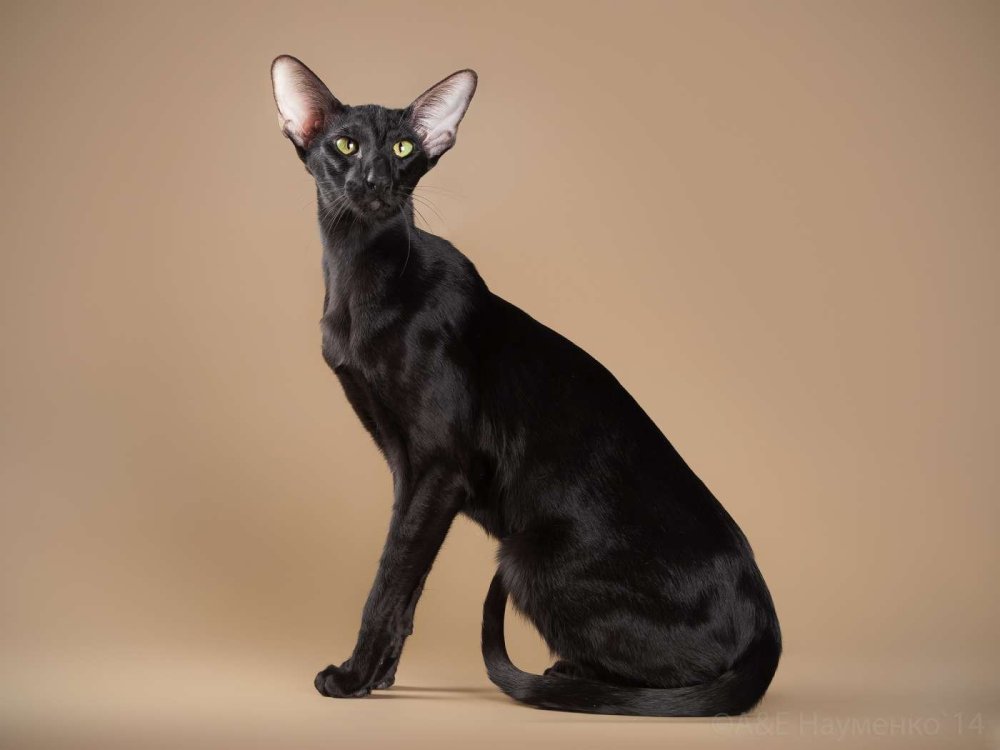 Ориентальная кошка