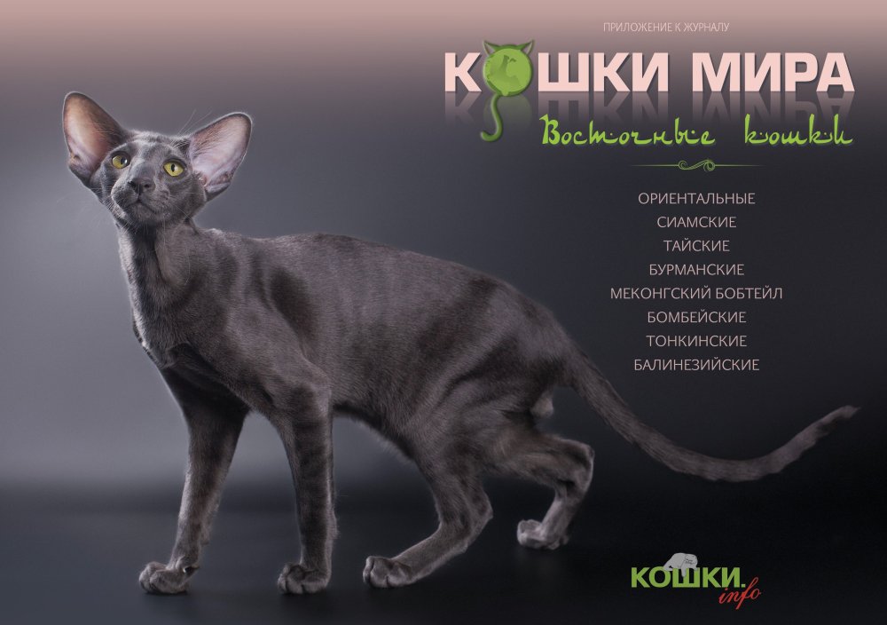 Ожирение ориентальной кошки