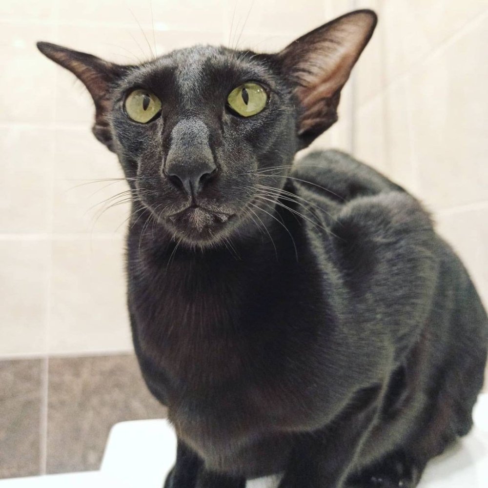 Кот Ориентал арт