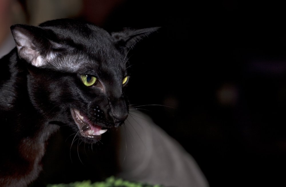 Худые ориентальные кошки