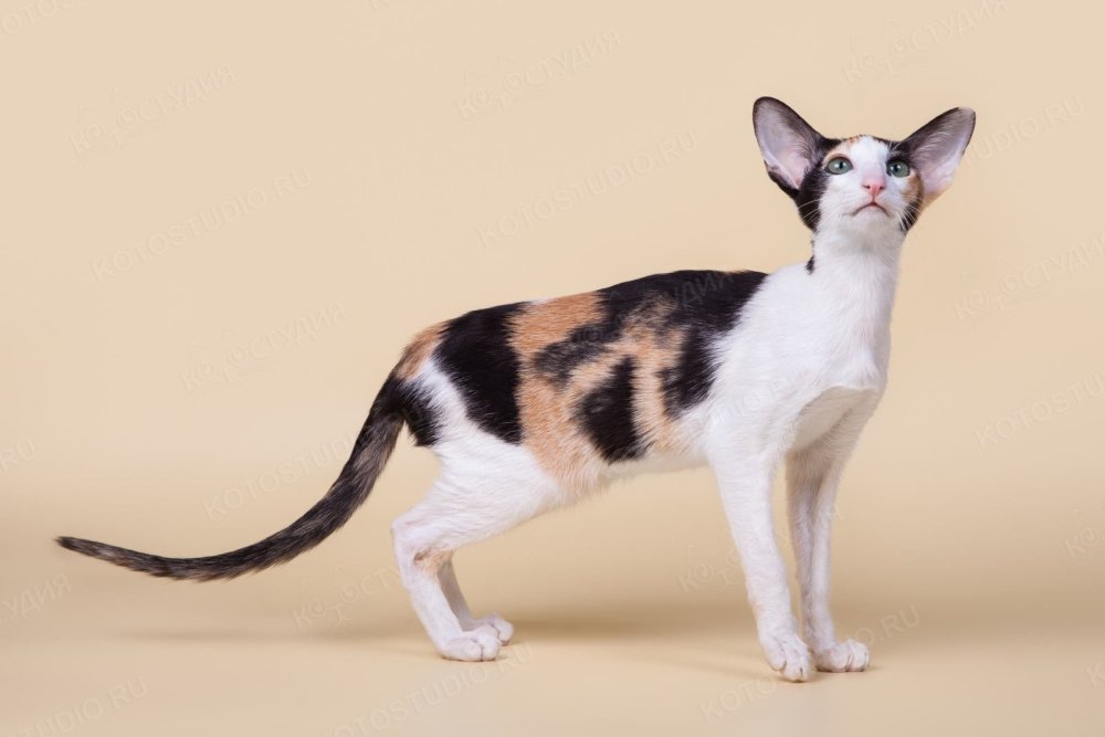 Ориентальная кошка старотипная