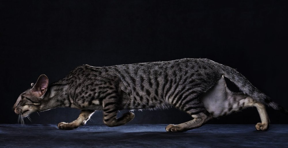 Ориентальная кошка красный Сиам