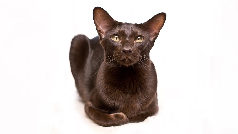 Ориентальная короткошерстная кошка