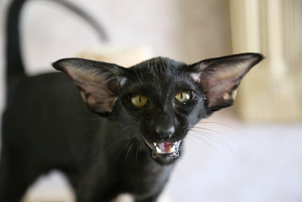 Ориентальный кот