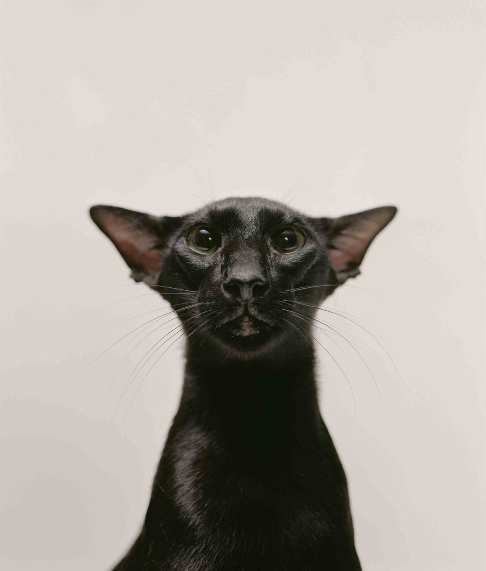 Ориентальная кошка фото