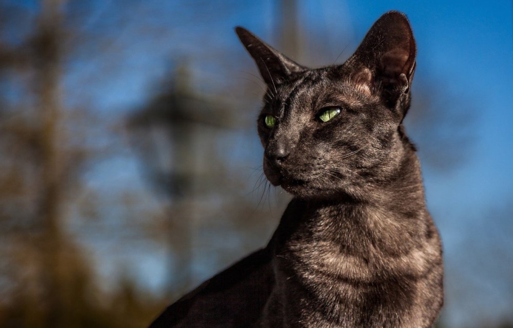 Абиссинская кошка черная