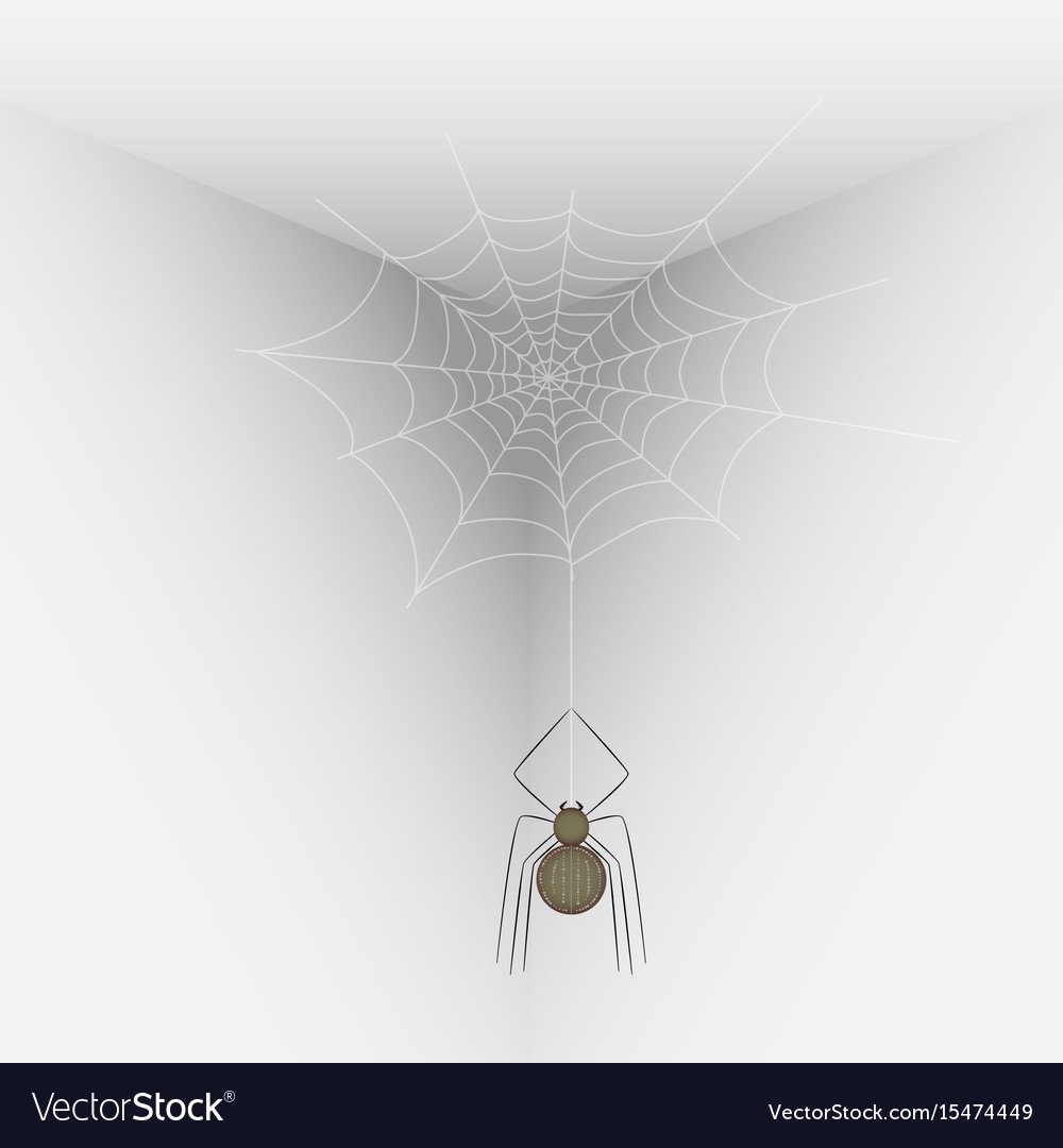 Паук в углу