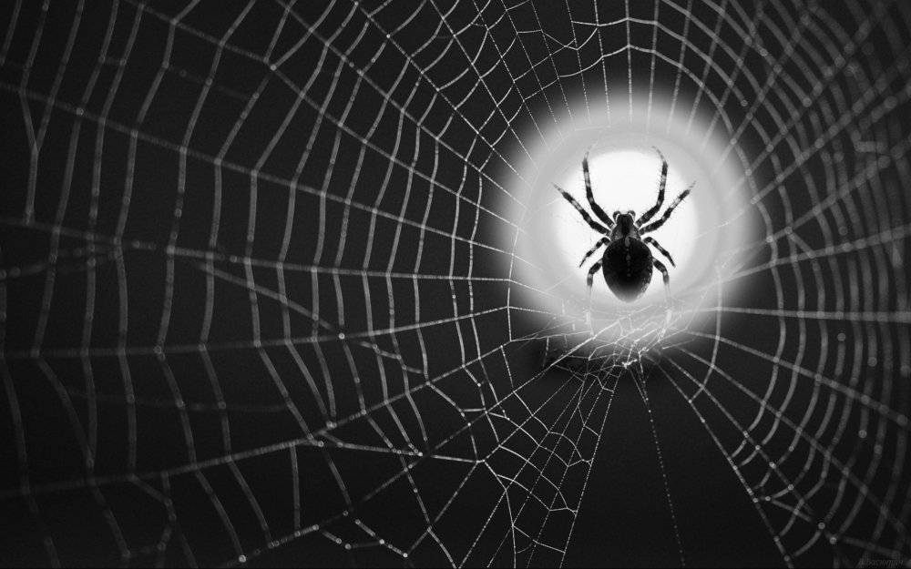 Паук обои