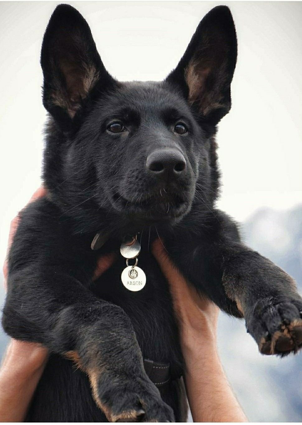 Чёрная немецкая овчарка на аву