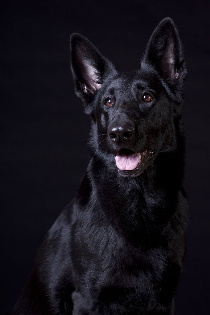 Собака Метиз черного цвета Сергиев Посад-14