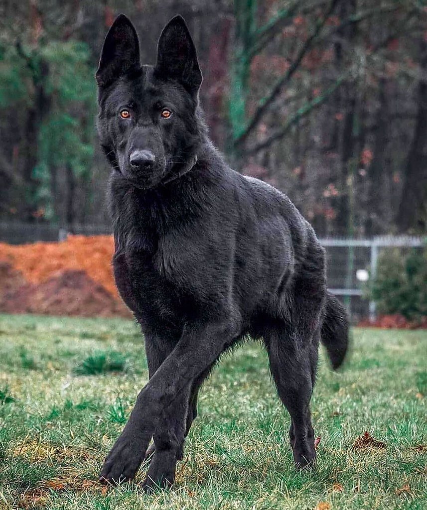 Канадская овчарка черная