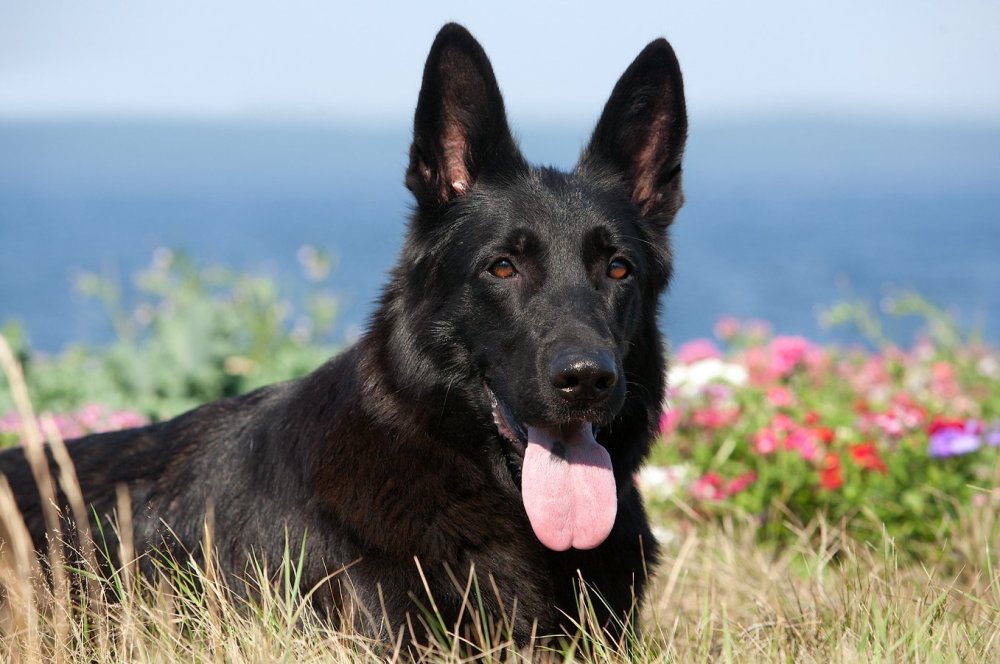 Чёрная немецкаяовчарка