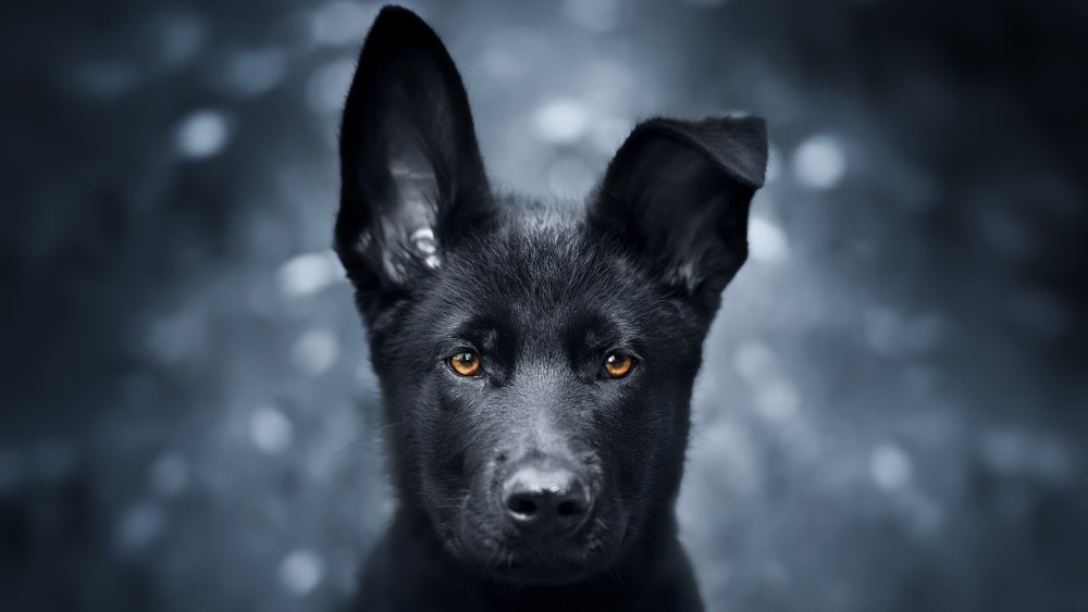 Восточно-европейская овчарка