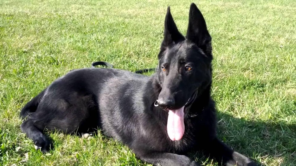 Quadra z Klídkova dvora