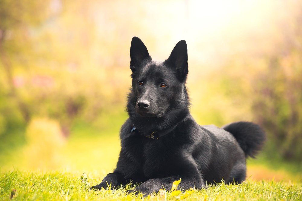 Чёрная овчарка лежит в лесу на зелёной траве