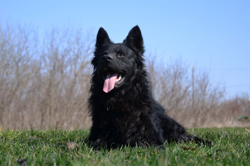 Восточно-европейская овчарка черная