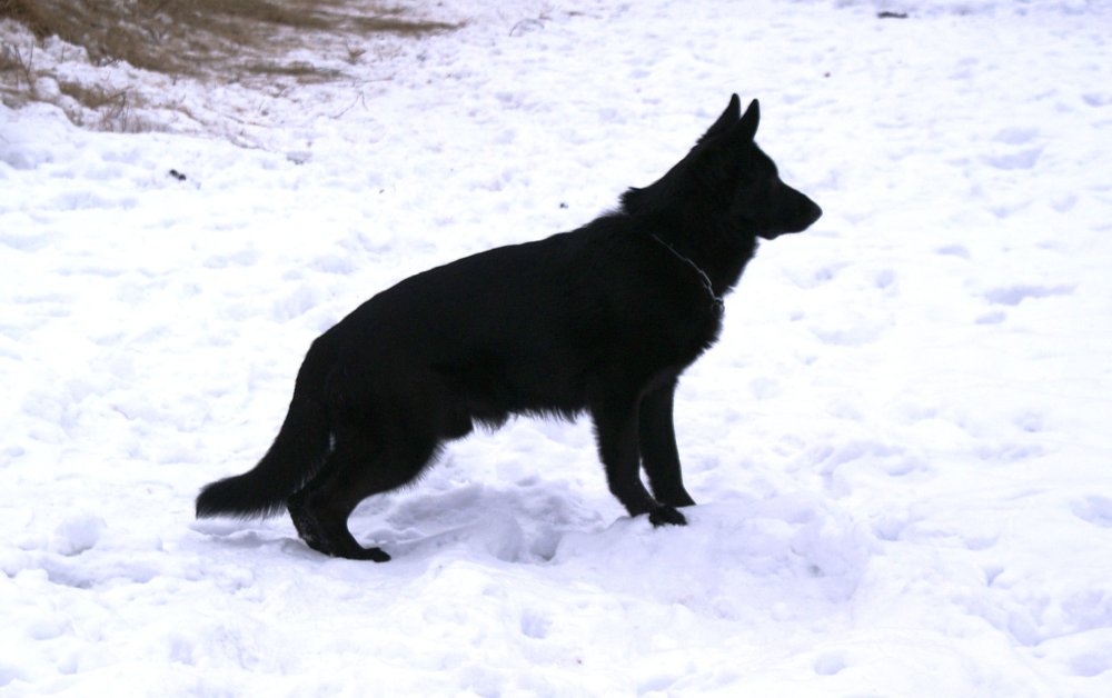 Эштрельская овчарка черная