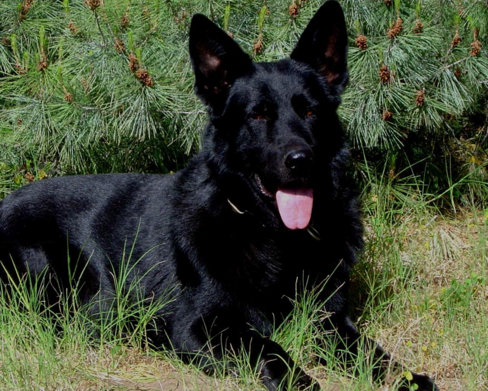 Чёрная Атласская овчарка