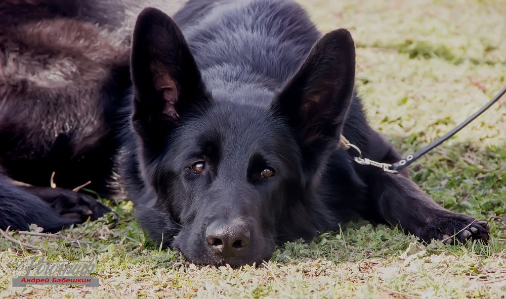 Немецкая овчарка черная