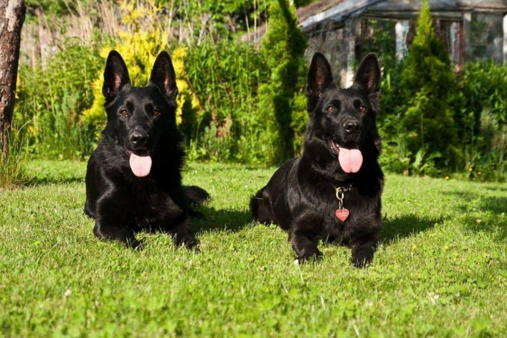 Черная и белая швейцарская овчарка