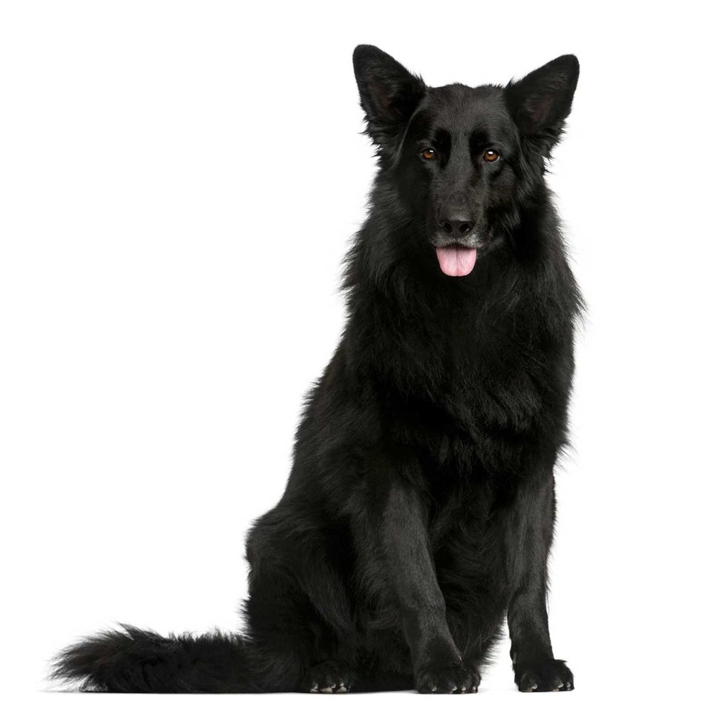 Немецкие овчарки чёрные и классические
