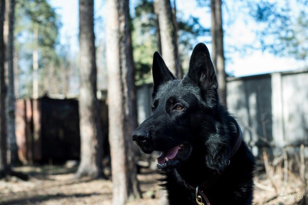 Грюнендаль и швейцарская овчарка