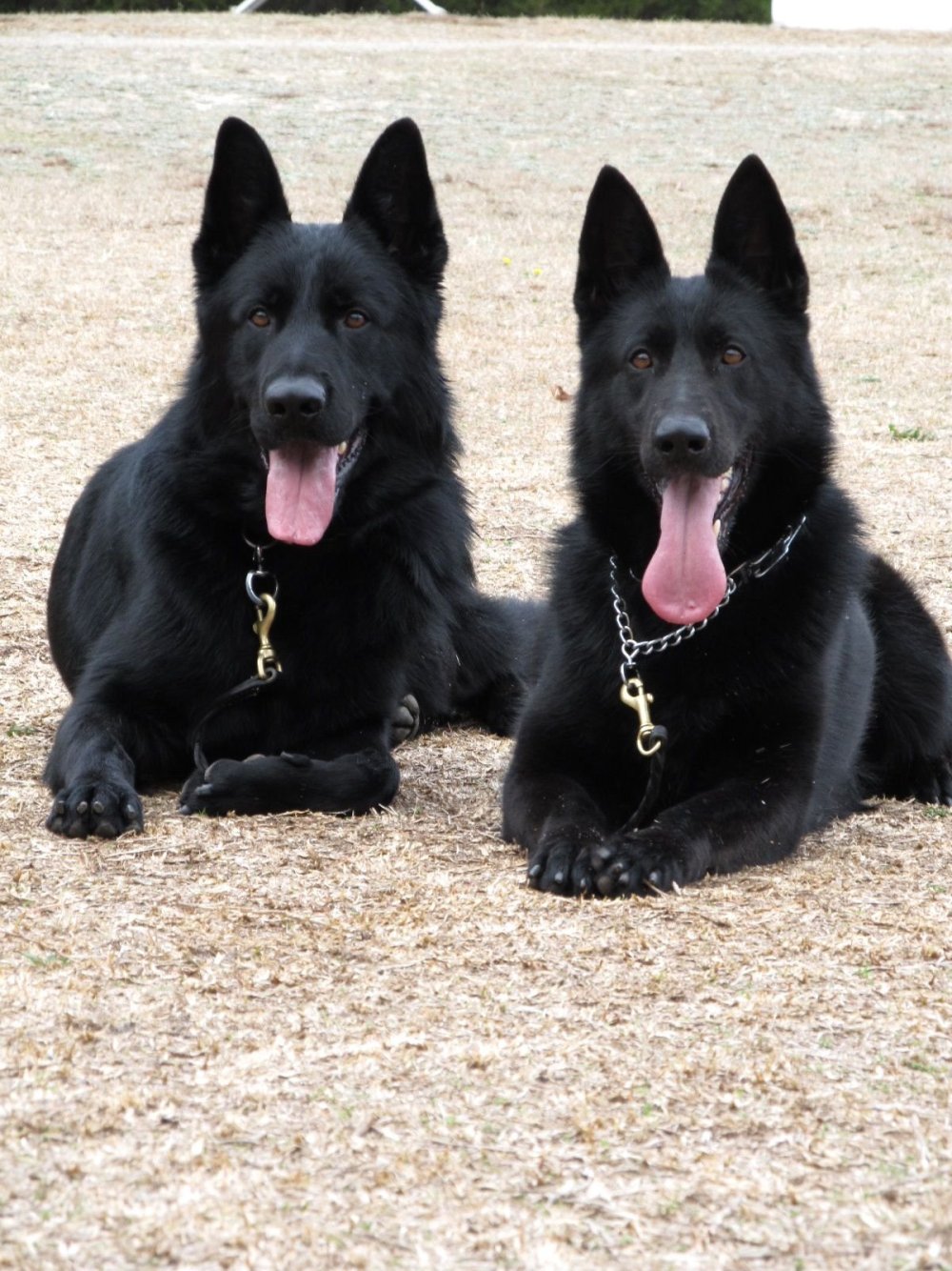 Восточно-европейская овчарка чепрак