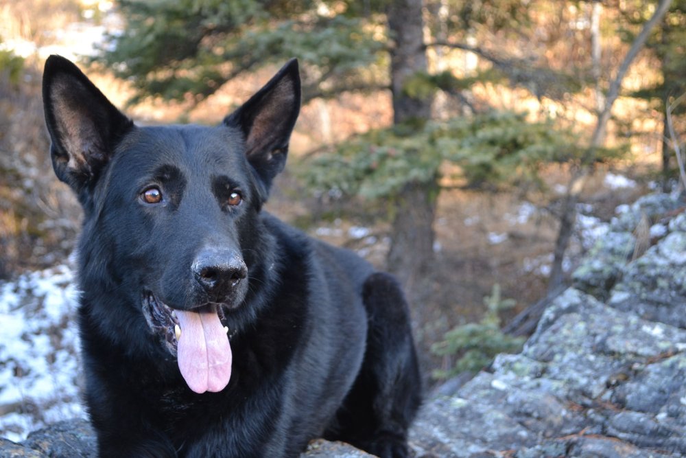 Восточно европейская овчарка серная