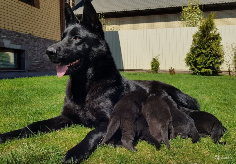 Чёрная немецкая овчарка papo